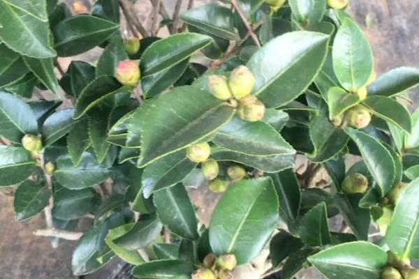 茶梅的种植方法,可以每隔3天给植株浇水一次