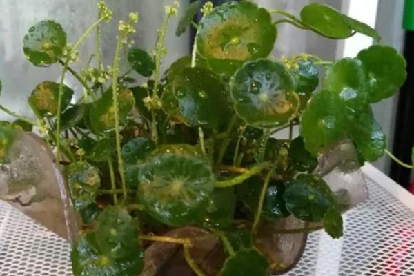 铜钱草土培如何养爆盆，要防止植株缺水萎蔫