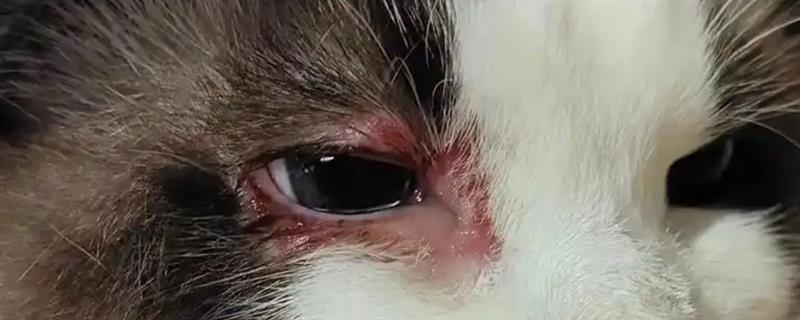 猫咪眼睛红肿有分泌物是什么原因，可能是不小心划伤所致