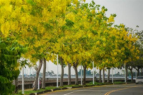 腊肠树的养殖方法，不要选择粘土进行种植