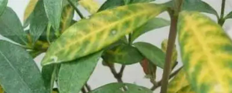 桅子叶发黄的原因，水分过多或过少均会导致