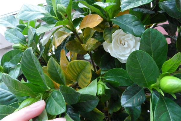 桅子叶发黄的原因，水分过多或过少均会导致