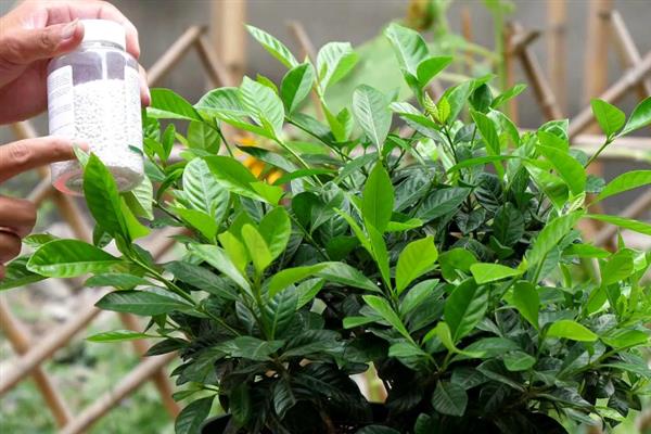 桅子叶发黄的原因，水分过多或过少均会导致