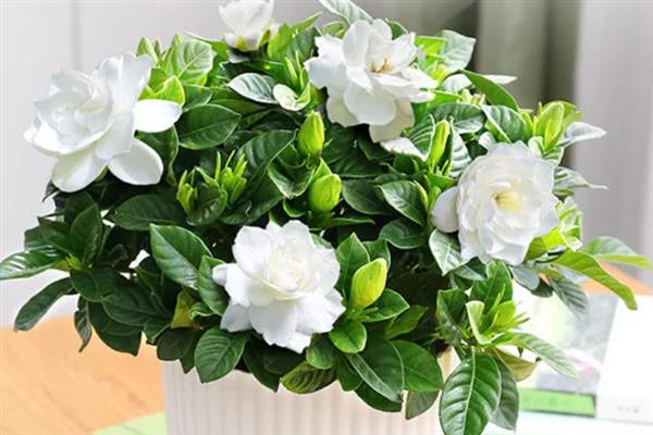 桅子叶发黄的原因，水分过多或过少均会导致