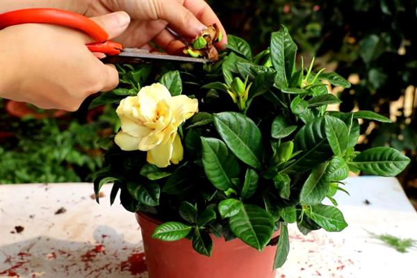 桅子叶发黄的原因，水分过多或过少均会导致