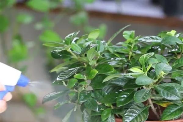 桅子叶发黄的原因，水分过多或过少均会导致