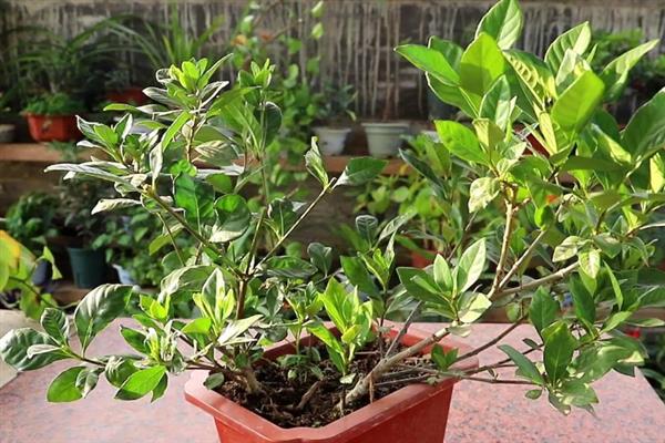 桅子叶发黄的原因，水分过多或过少均会导致