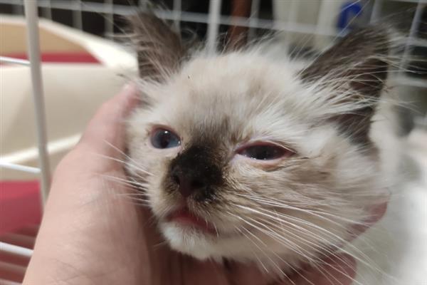 猫咪眼睛红肿有分泌物是什么原因，可能是不小心划伤所致