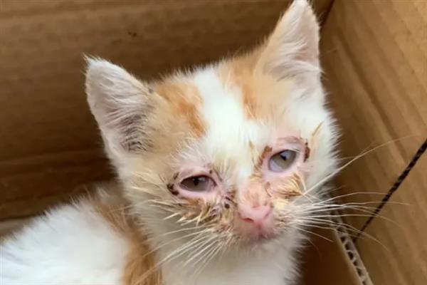 猫咪眼睛红肿有分泌物是什么原因，可能是不小心划伤所致