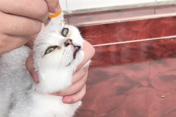 猫咪眼睛红肿有分泌物是什么原因，可能是不小心划伤所致