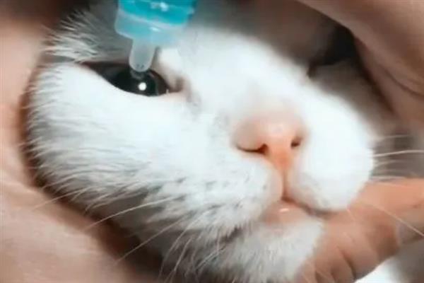猫咪眼睛红肿有分泌物是什么原因，可能是不小心划伤所致