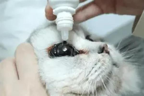 猫咪眼睛红肿有分泌物是什么原因，可能是不小心划伤所致