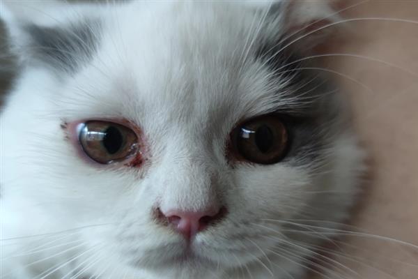 猫咪眼睛红肿有分泌物是什么原因，可能是不小心划伤所致
