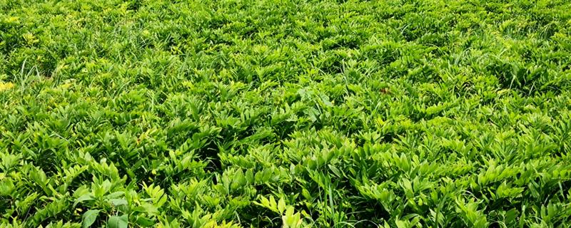 玉竹的种植技术，栽种方法分为条栽和穴栽