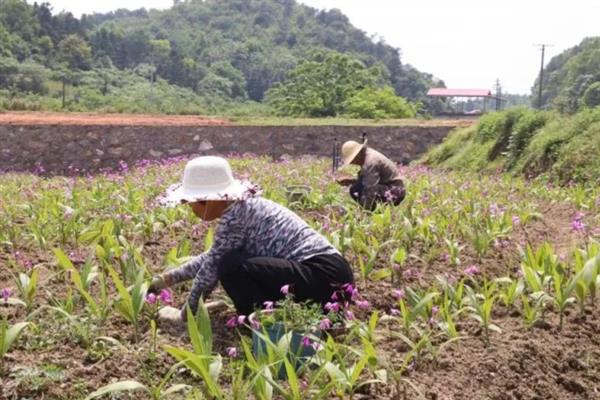 玉竹的种植技术，栽种方法分为条栽和穴栽