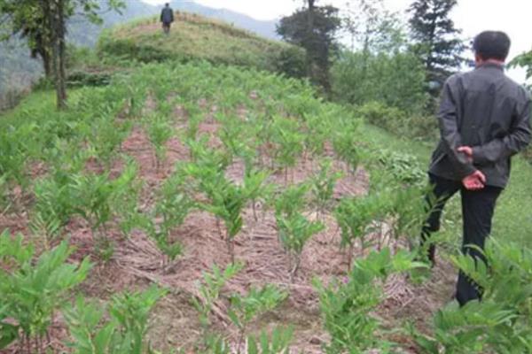 玉竹的种植技术，栽种方法分为条栽和穴栽