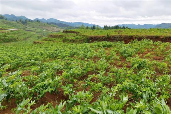 玉竹的种植技术，栽种方法分为条栽和穴栽