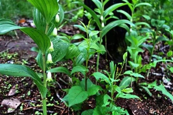 玉竹的种植技术，栽种方法分为条栽和穴栽