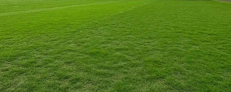 草坪杂草怎么防除，可根据杂草类型使用针对性除草剂