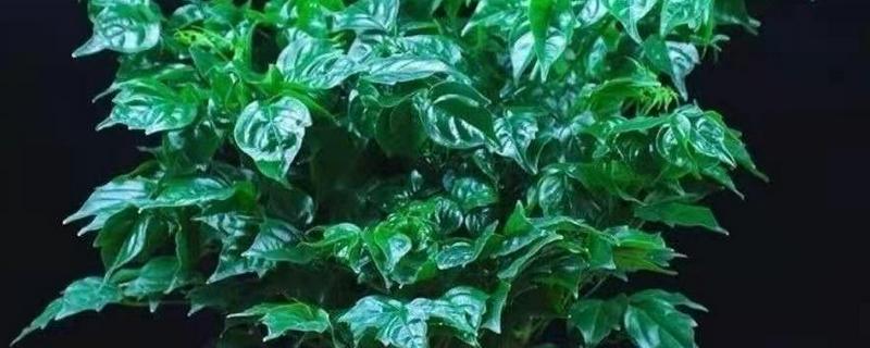 绿宝树长高了要不要打头，株高达到1米时要打头
