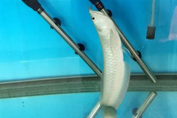 龙鱼为什么会直立起来，水温太低、水质太差、鱼体失衡均会造成