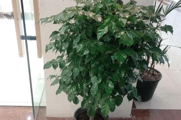 绿宝树长高了要不要打头，株高达到1米时要打头