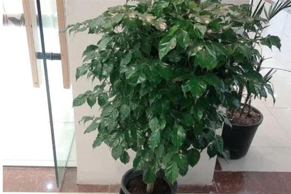 绿宝树长高了要不要打头，株高达到1米时要打头