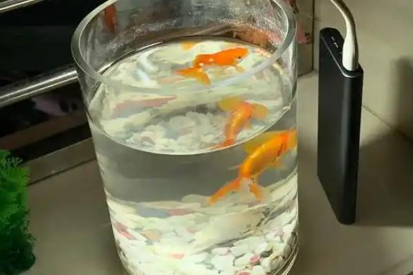 金鱼能不能三天喂一次，天气寒冷时可间隔三天