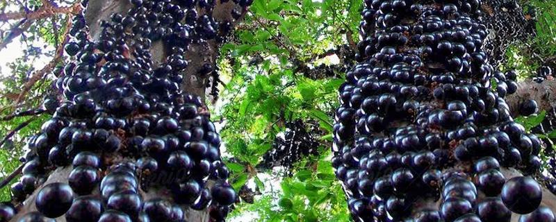 嘉宝果的产地在哪,原产于南美洲的巴西