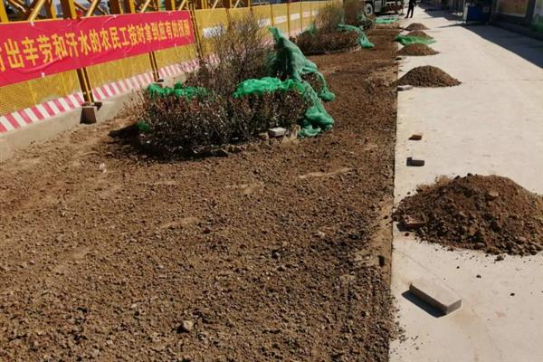 草坪杂草怎么防除，可根据杂草类型使用针对性除草剂