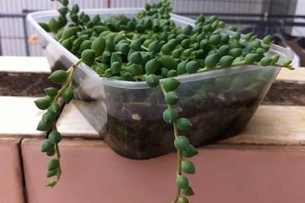 让佛珠爆盆的方法，每个月追施一次氮肥或磷酸二氢钾