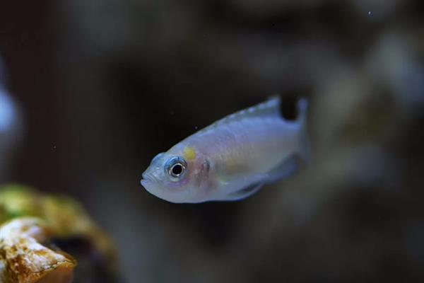 美丽贝鱼好不好养，饲养难度不大