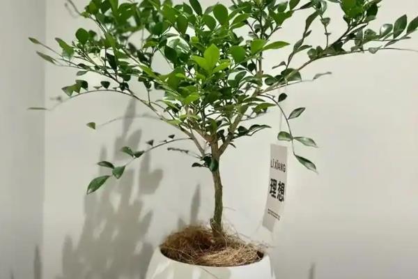 九里香的耐寒温度，可以忍耐5℃的低温