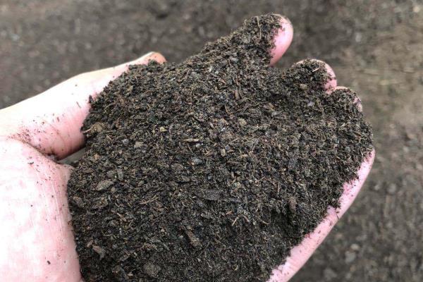 九里香的耐寒温度，可以忍耐5℃的低温