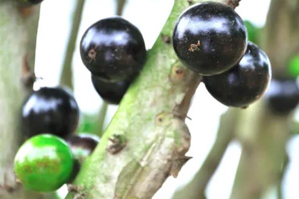 嘉宝果的产地在哪,原产于南美洲的巴西