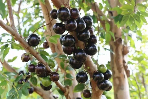 嘉宝果的产地在哪,原产于南美洲的巴西