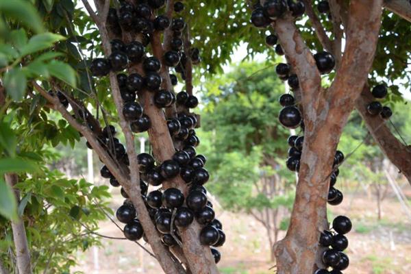 嘉宝果的产地在哪,原产于南美洲的巴西