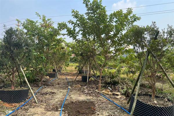 嘉宝果的产地在哪,原产于南美洲的巴西