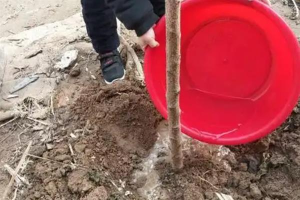 嘉宝果的产地在哪,原产于南美洲的巴西