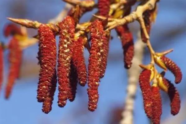 杨树的开花时间,一般从3月底开始