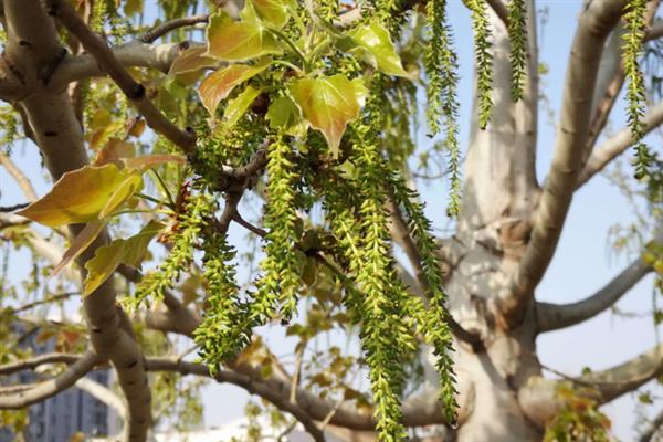 杨树的开花时间,一般从3月底开始