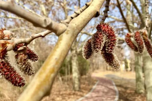 杨树的开花时间,一般从3月底开始