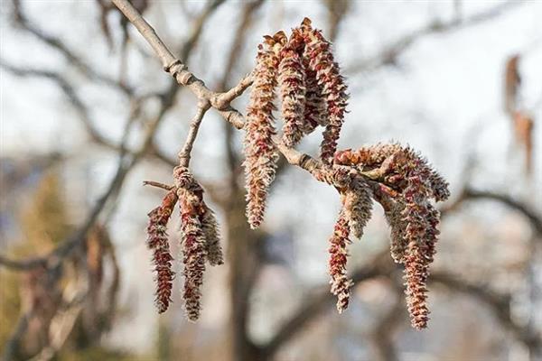 杨树的开花时间,一般从3月底开始