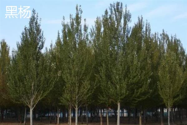 杨树的开花时间,一般从3月底开始