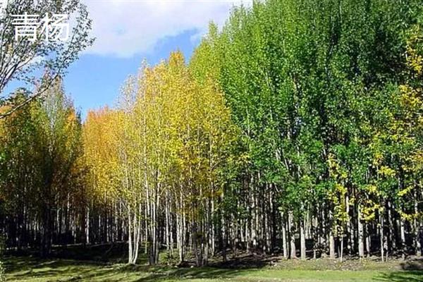 杨树的开花时间,一般从3月底开始