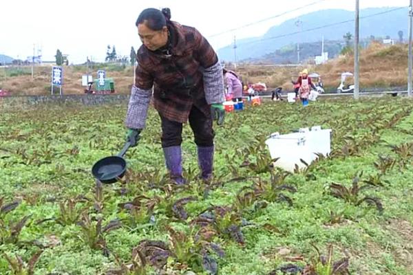 怎么让莴笋膨大长粗，喷施专用的膨大素可让笋茎变粗大