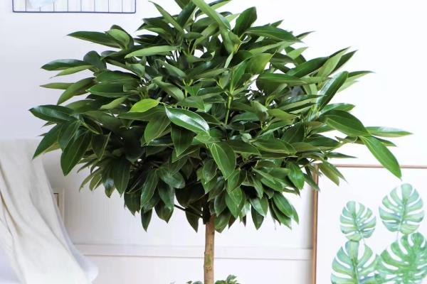 平安树怎么养殖，秋冬季节等土壤变干再浇水