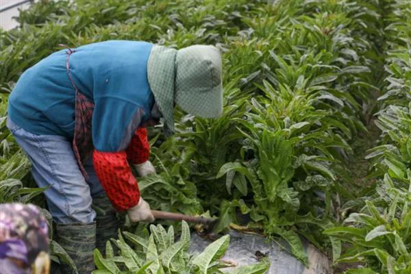 怎么让莴笋膨大长粗，喷施专用的膨大素可让笋茎变粗大