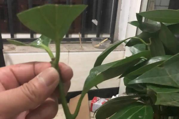 平安树怎么养殖，秋冬季节等土壤变干再浇水