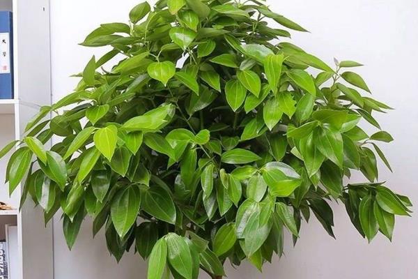 平安树怎么养殖，秋冬季节等土壤变干再浇水